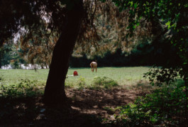 King Michael I Park in Bucharest, Romania Viktor Hübner